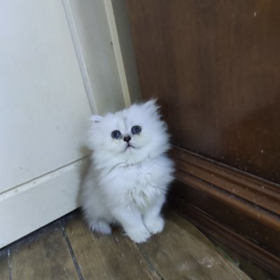 الشام برزة البلد